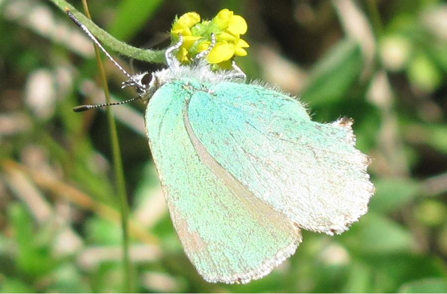 Callophrys rubi?